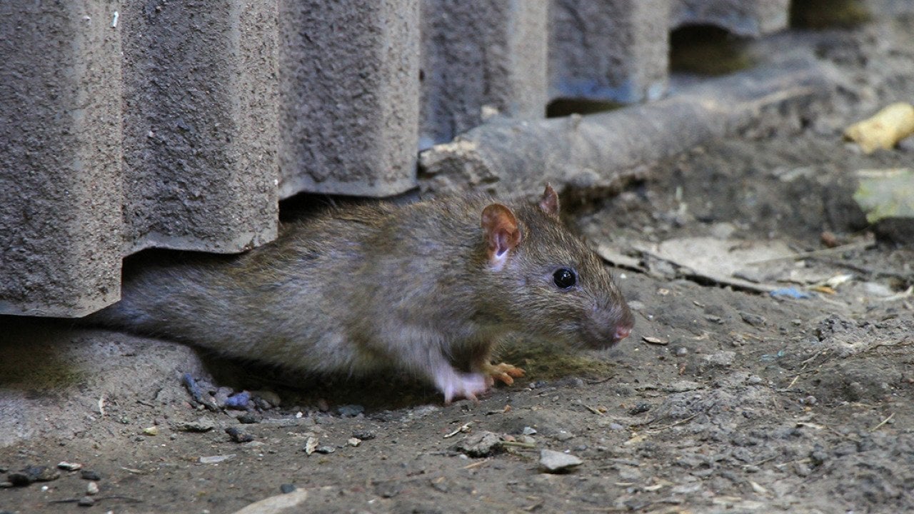 Haunted by household pests? How to get rid of common creepy critters