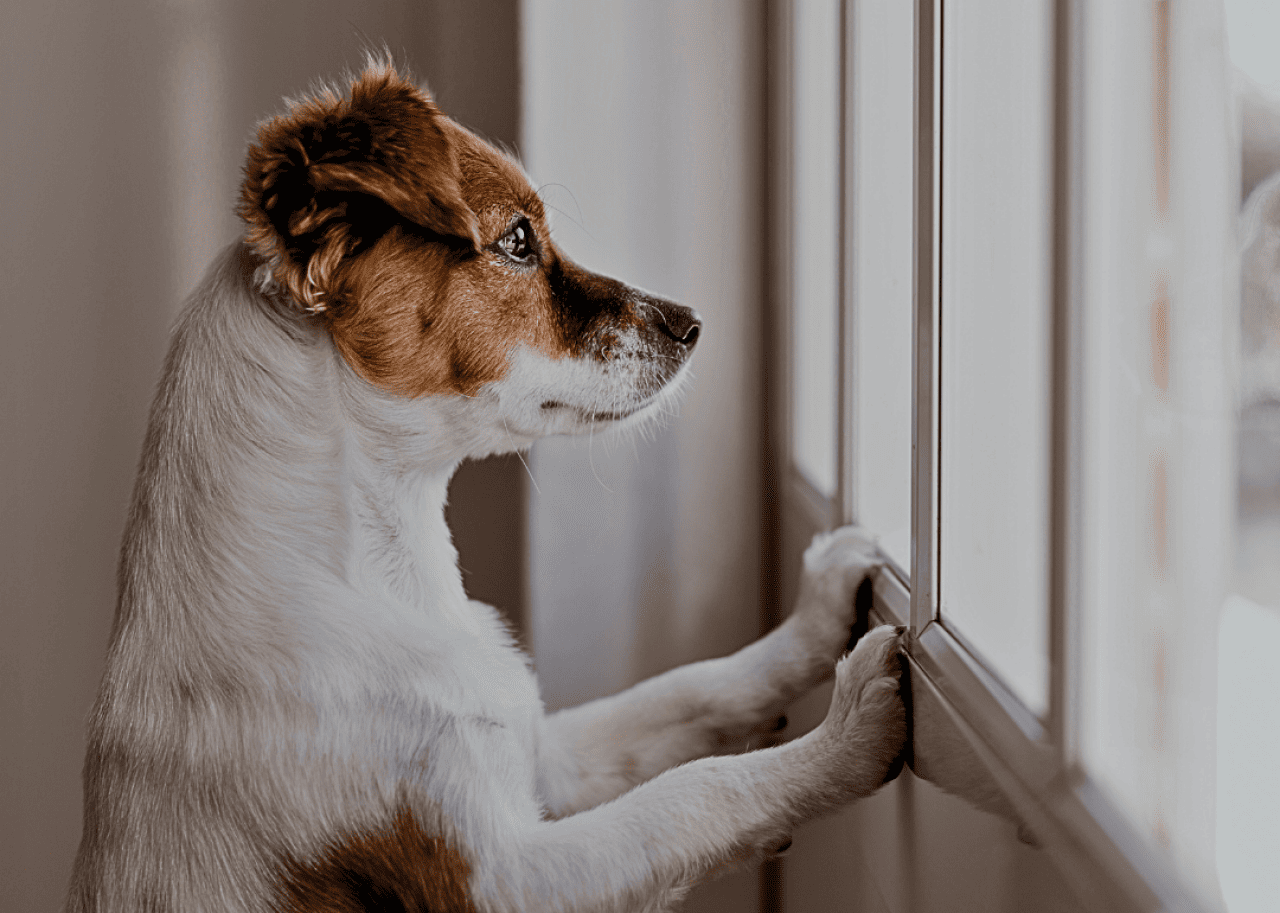 How the pandemic affected separation anxiety in dogs and humans