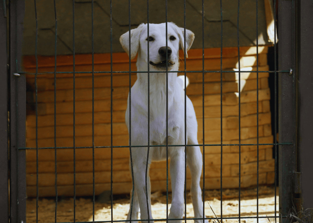 Animal shelter populations are up—here’s why and how shelters are responding